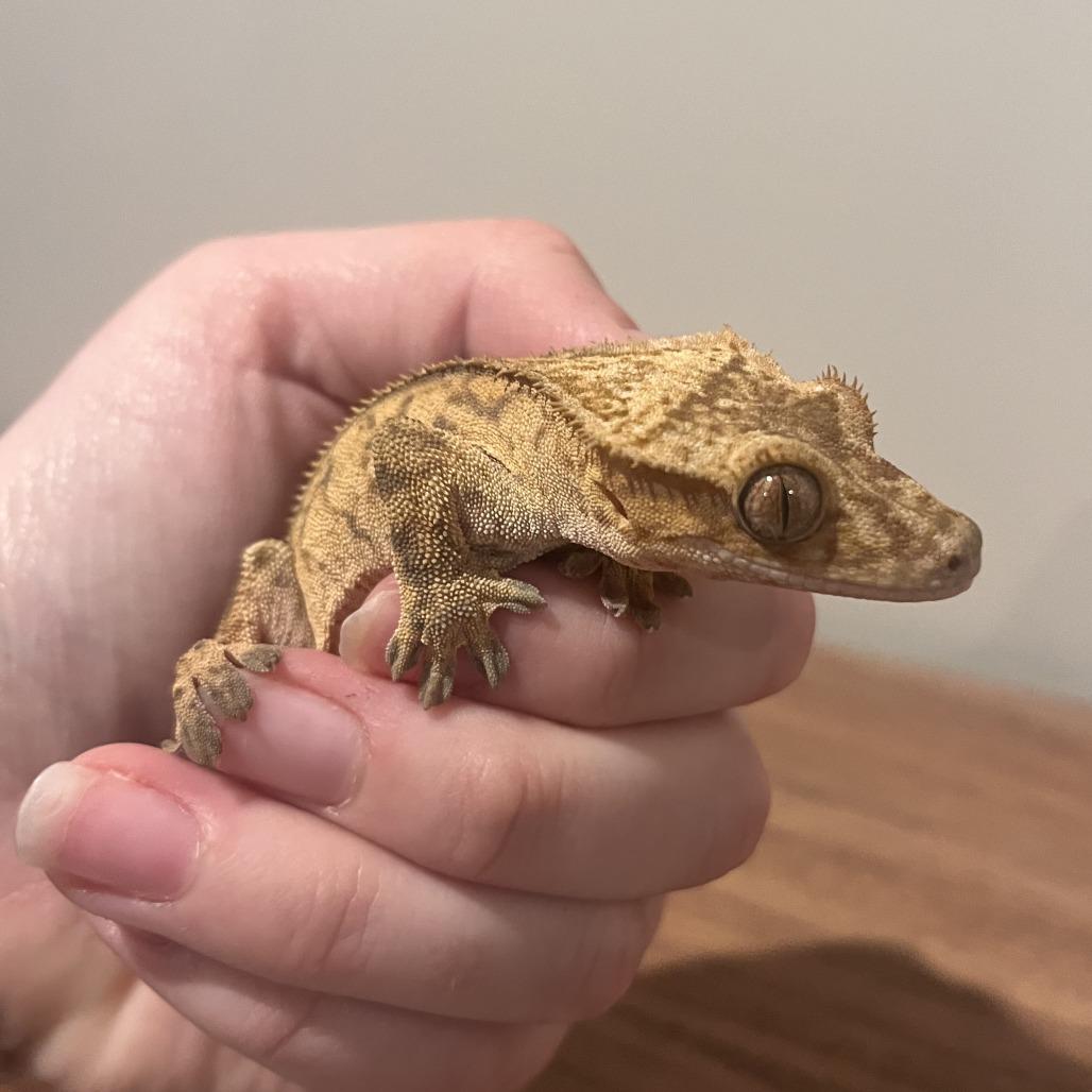 Enlarge Sprite, a Adoptable Gecko in Frederick, MD image 3/4