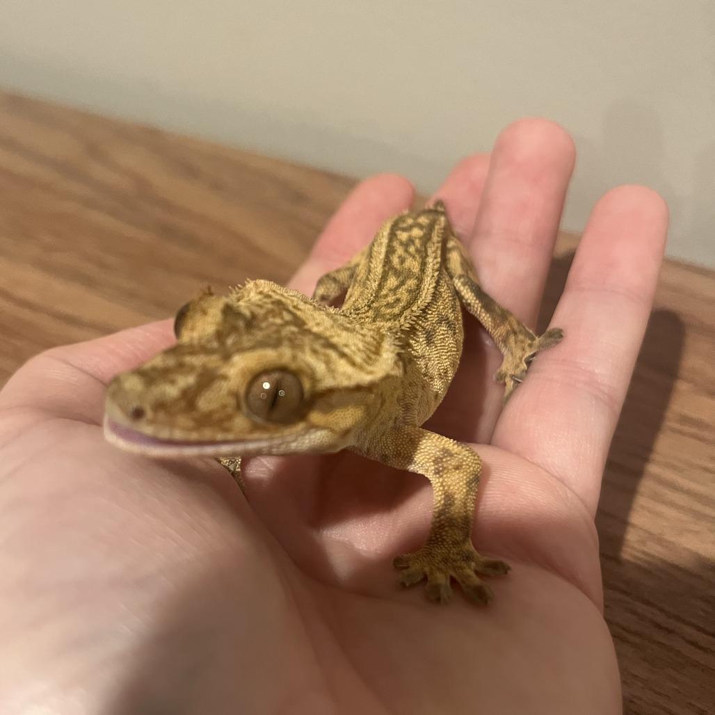 Enlarge Sprite, a Adoptable Gecko in Frederick, MD image 4/4