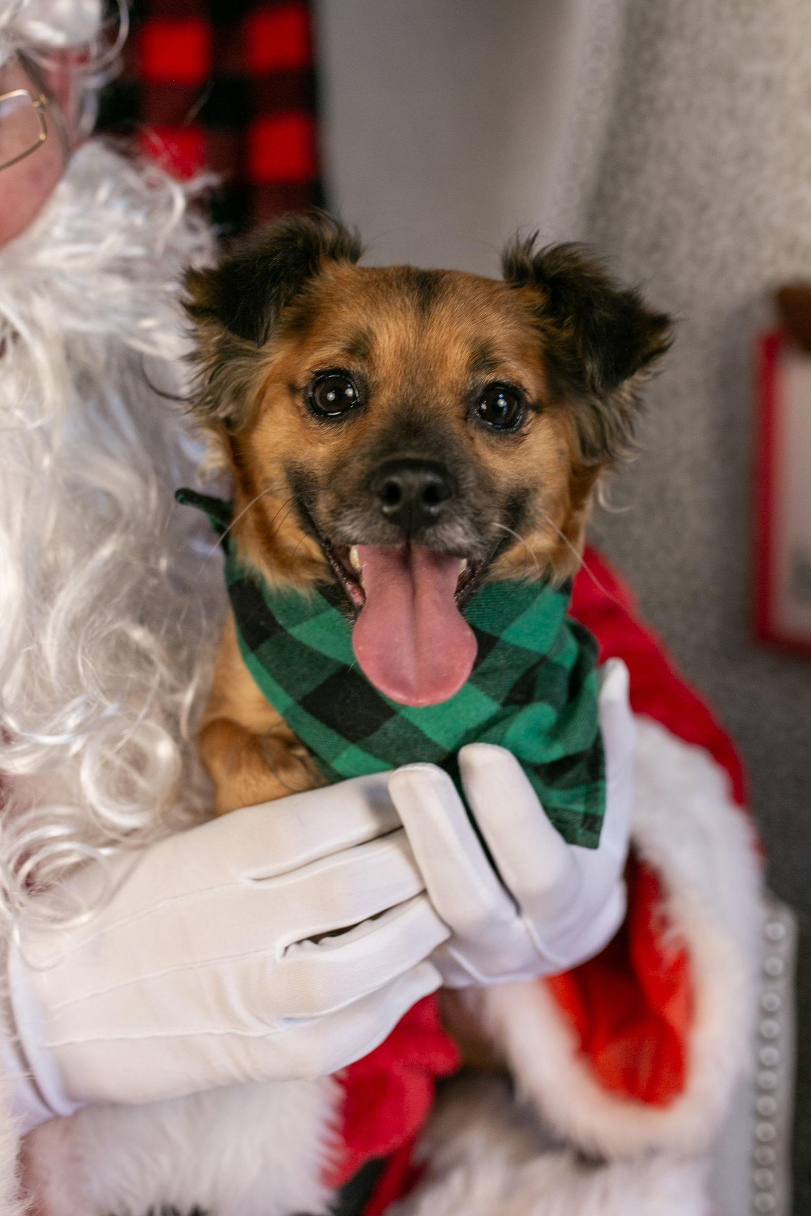 Millie, Adoptable, Senior Female Jack Russell Terrier & Chihuahua.