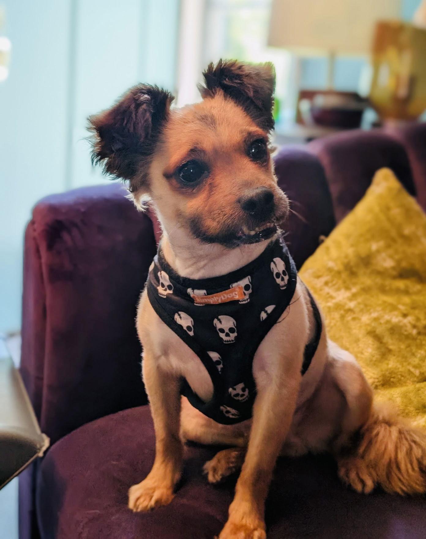 Enlarge Millie, a Adoptable mixed breed in Nashville, TN image 1/3