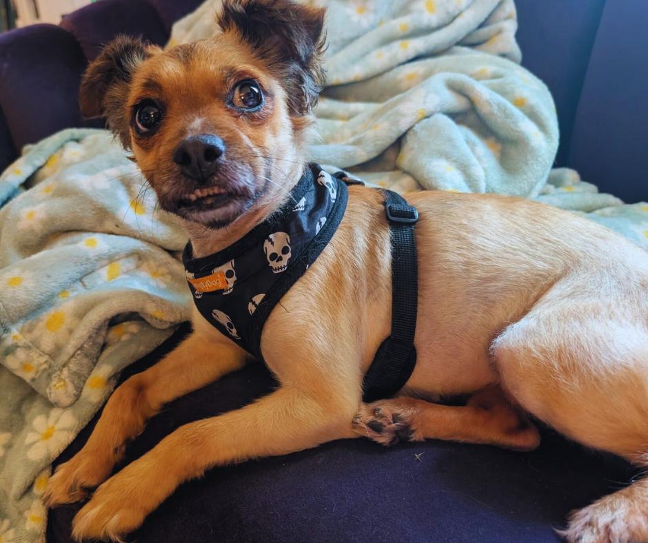 Millie, Adoptable, Senior Female Jack Russell Terrier & Chihuahua.