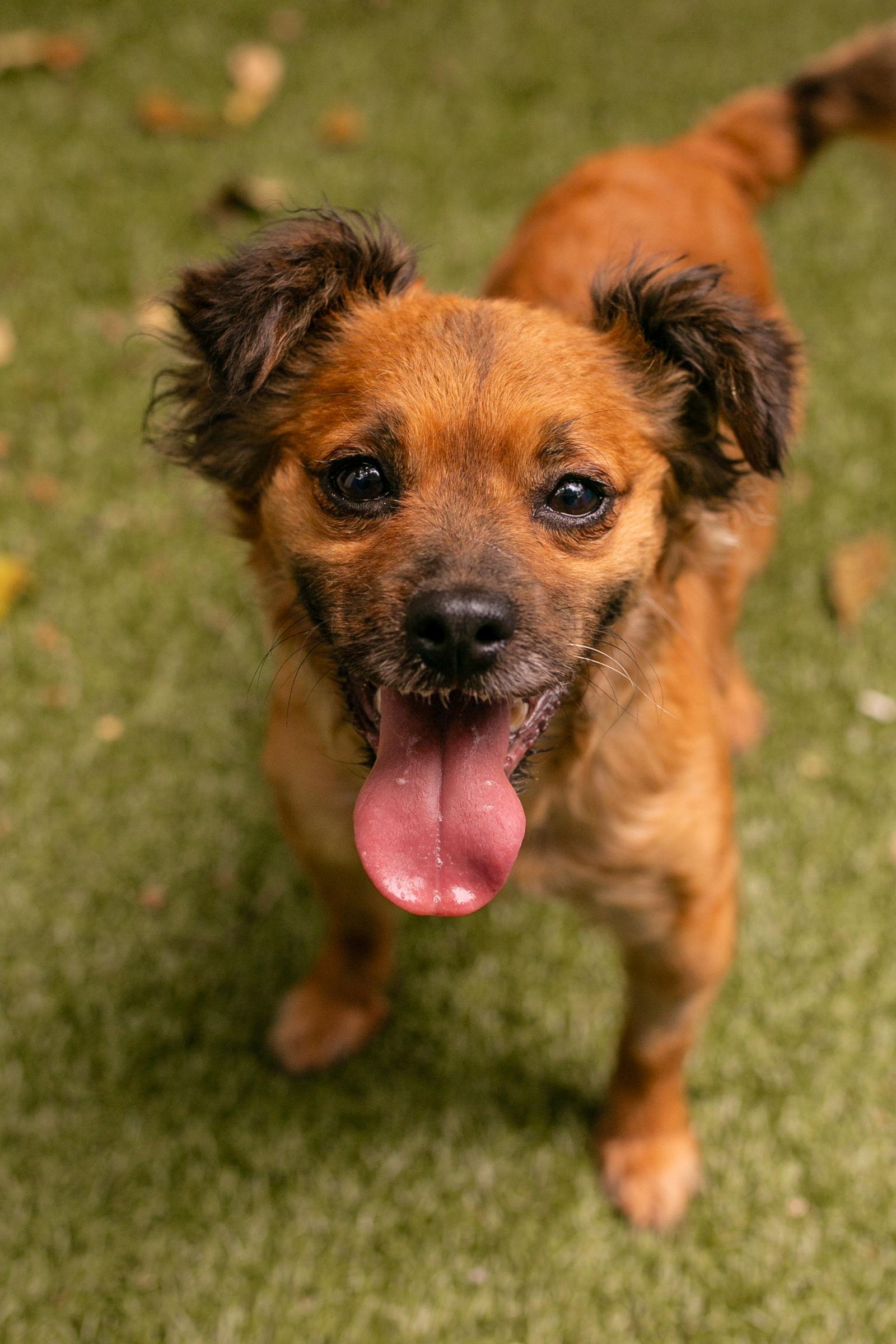Enlarge Millie, a Adoptable mixed breed in Nashville, TN image 3/3