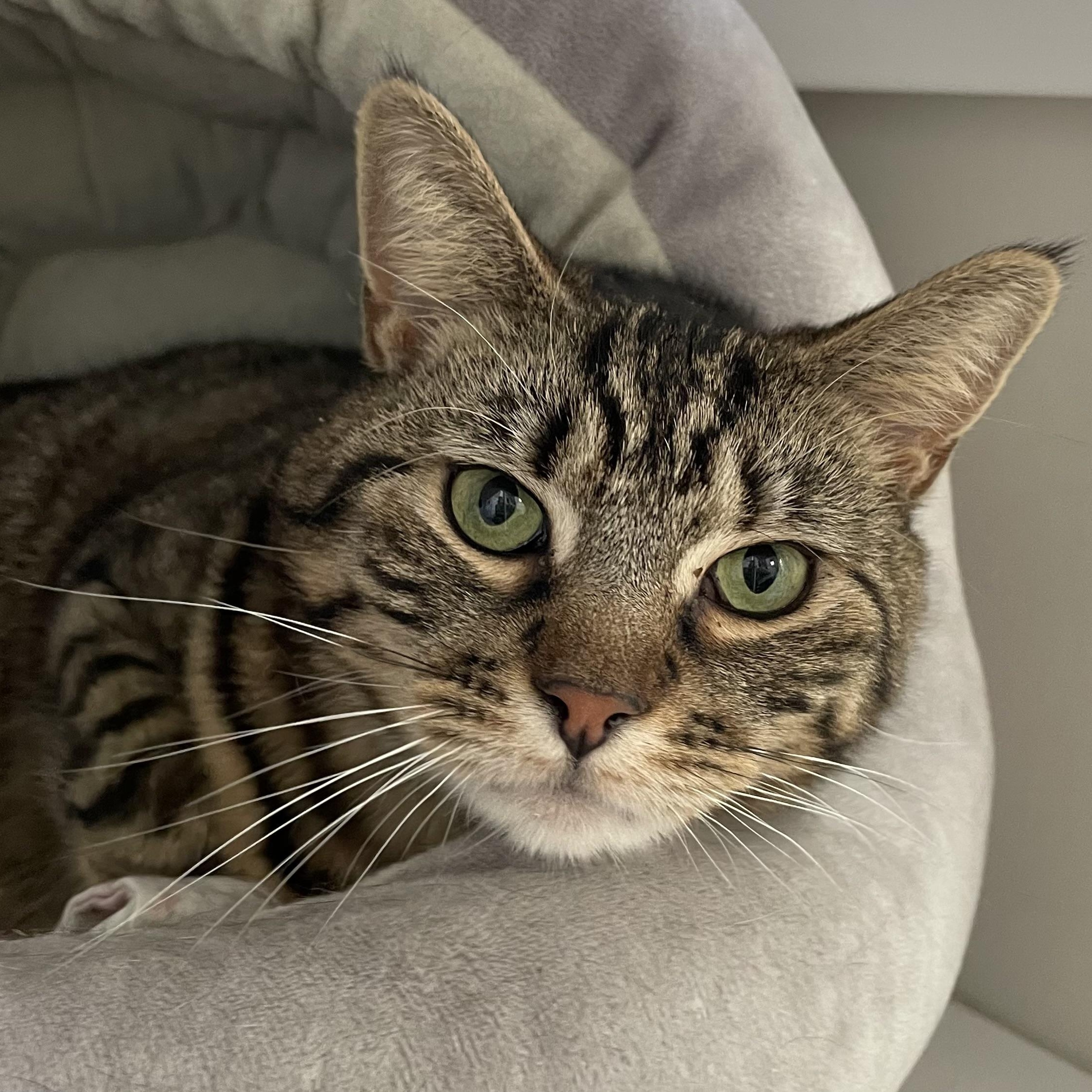 Buttercup, a Adoptable Domestic Short Hair in Colonia, NJ image 2/6