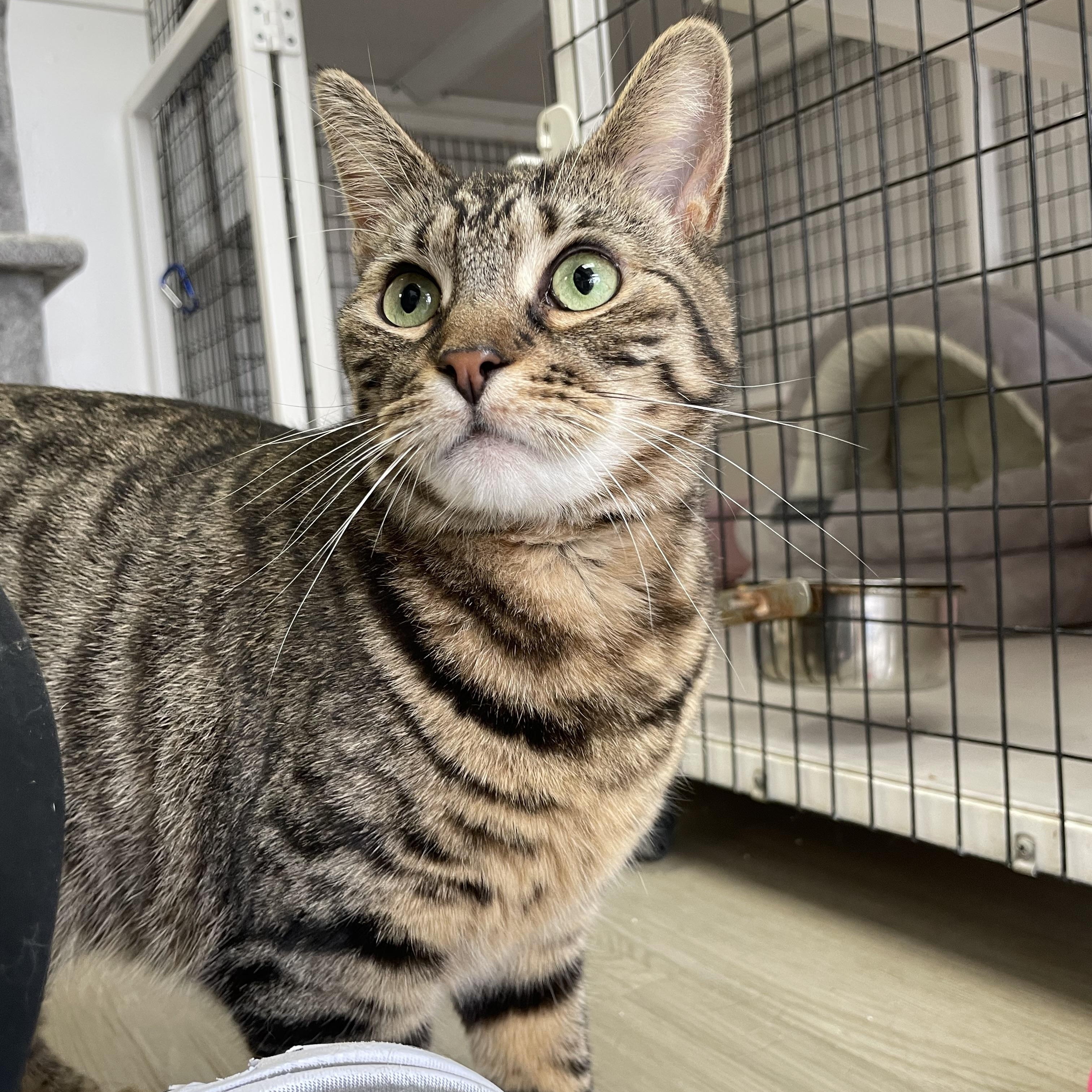 Buttercup, a Adoptable Domestic Short Hair in Colonia, NJ image 4/6