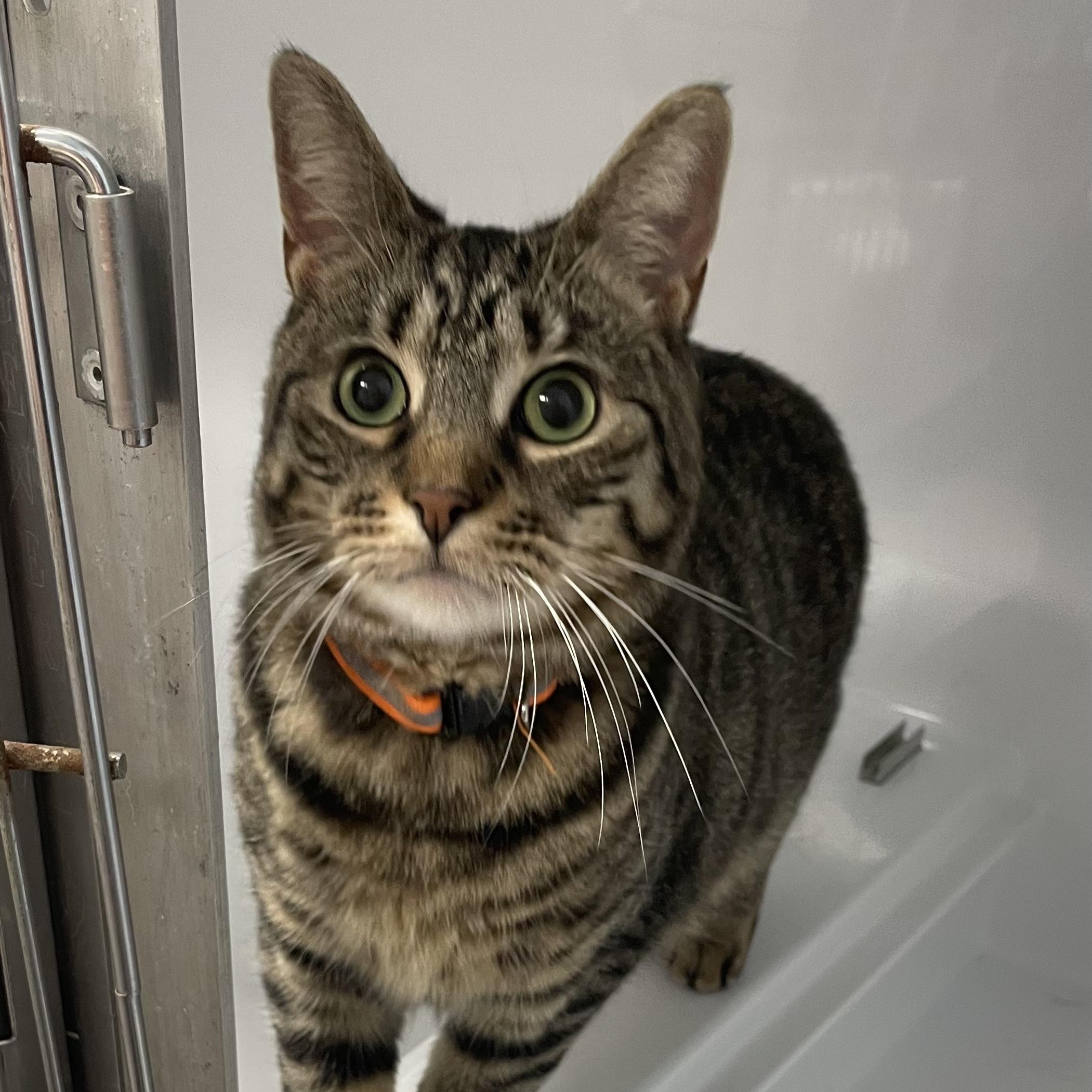 Buttercup, a Adoptable Domestic Short Hair in Colonia, NJ image 3/6