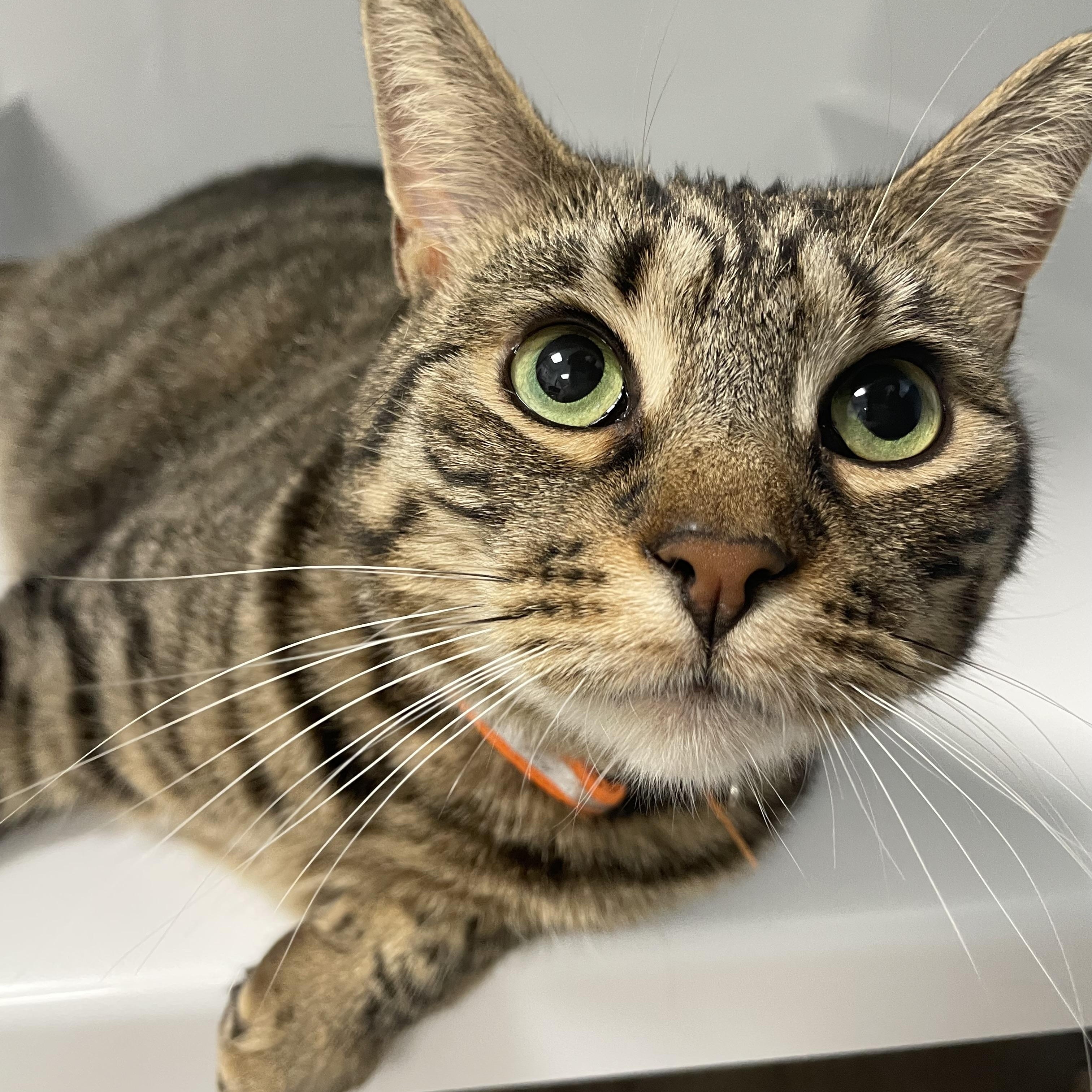 Buttercup, a Adoptable Domestic Short Hair in Colonia, NJ image 5/6