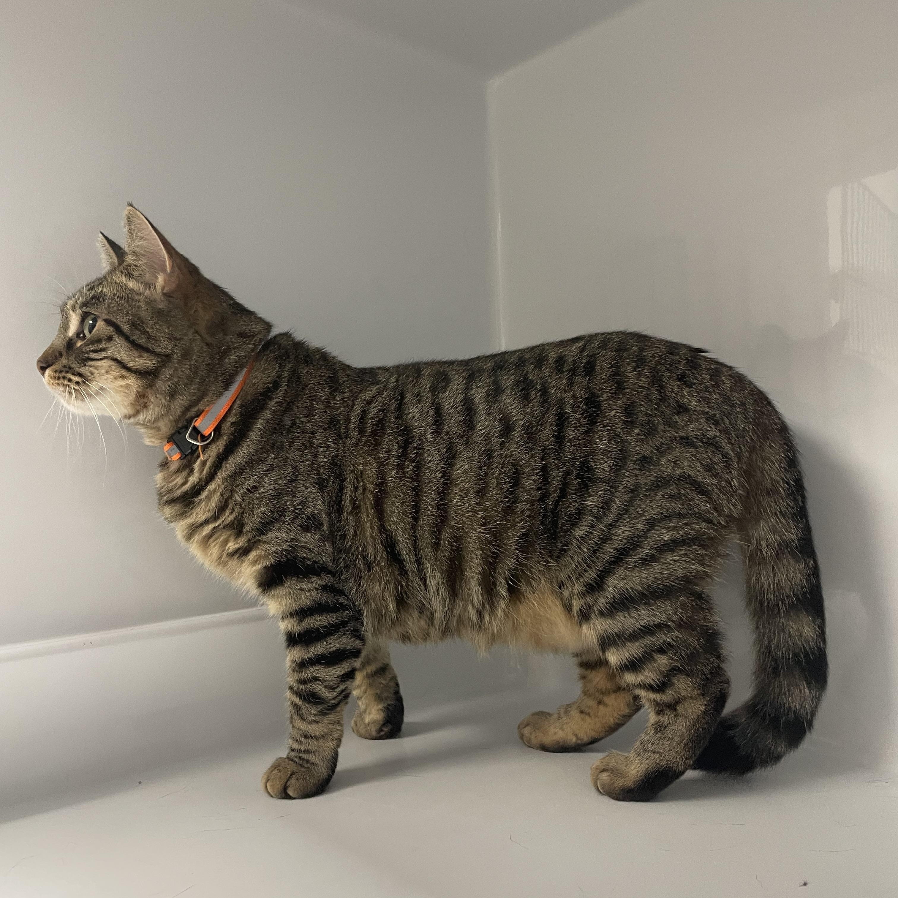 Buttercup, a Adoptable Domestic Short Hair in Colonia, NJ image 6/6