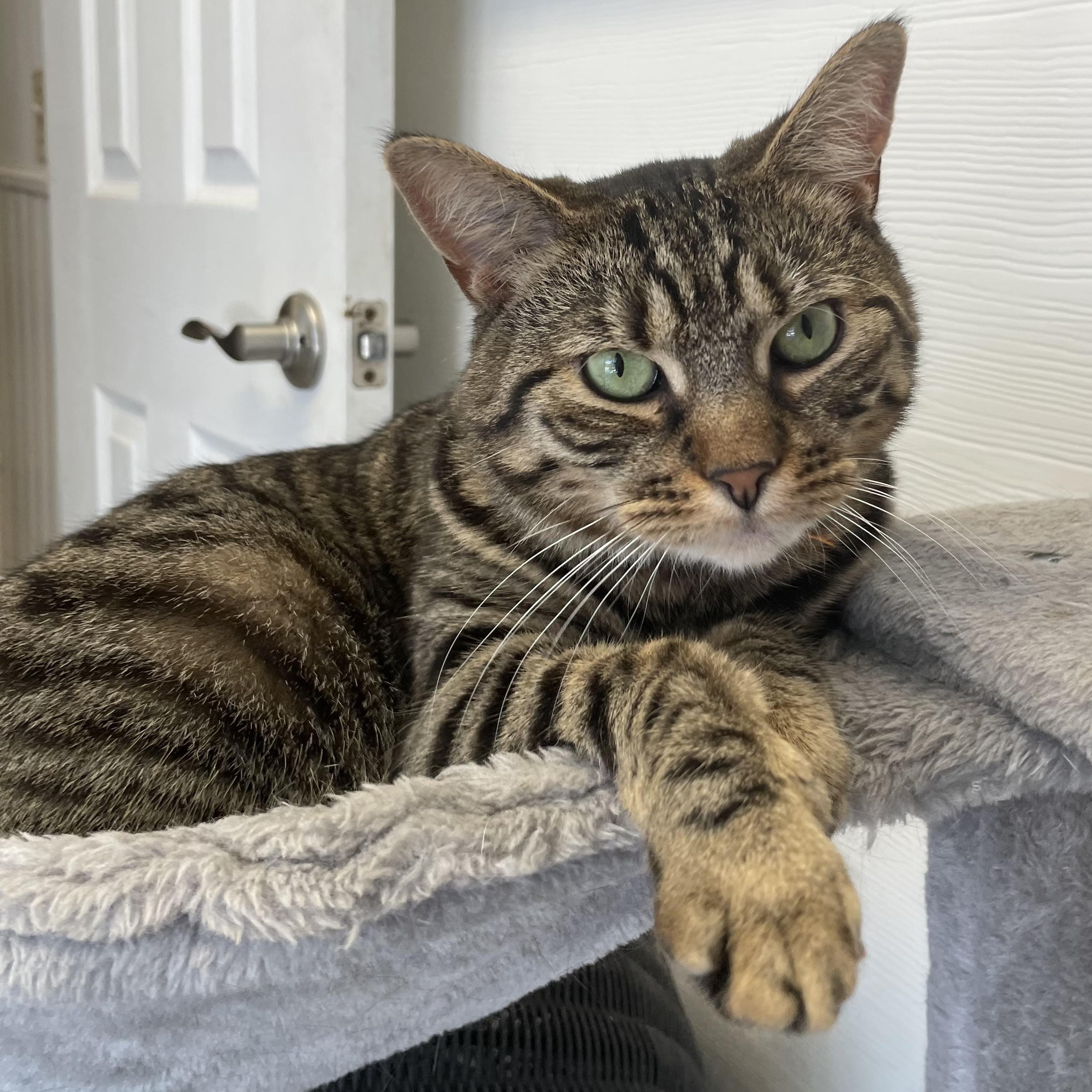 Buttercup, a Adoptable Domestic Short Hair in Colonia, NJ image 1/6