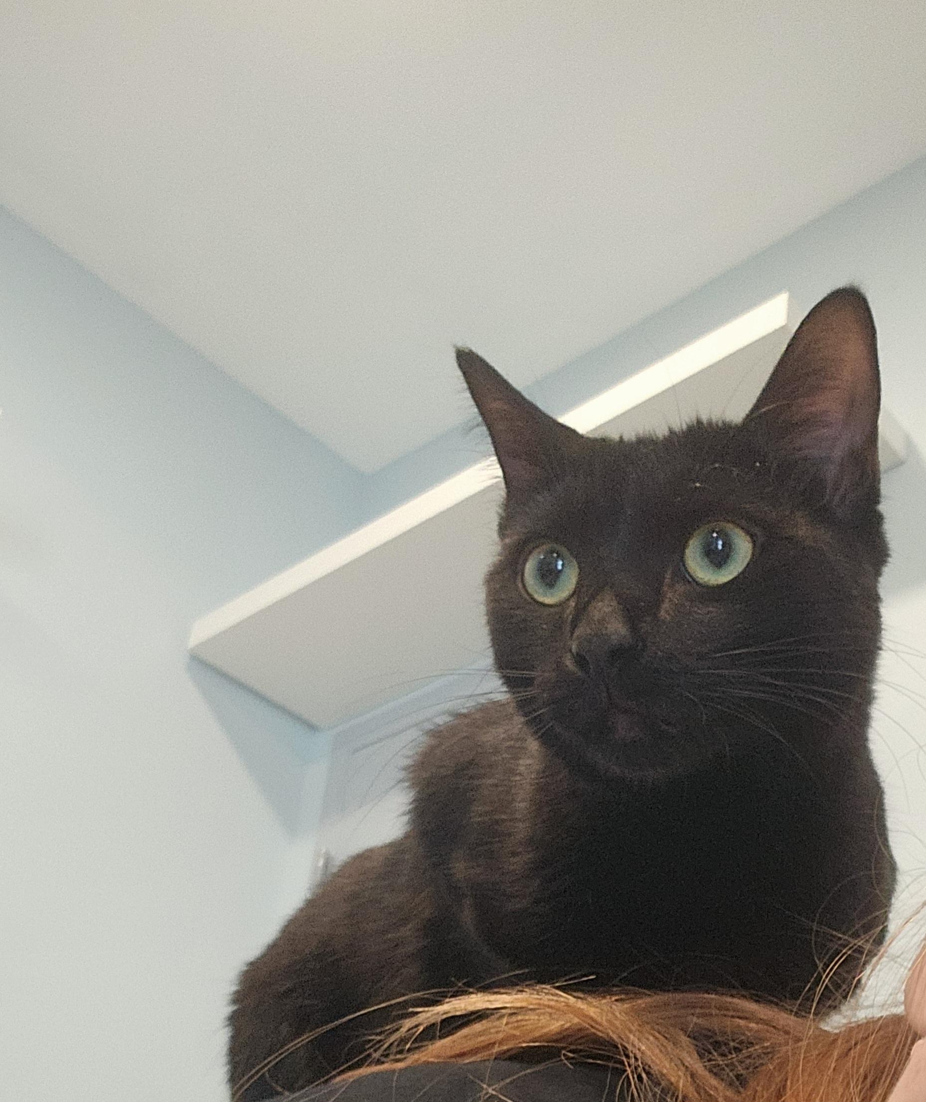 Enlarge Sparky, a Adopted mixed breed in St Petersburg, FL image 4/6