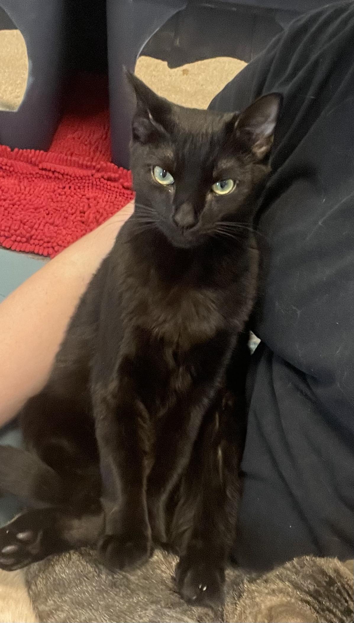 Enlarge Sparky, a Adopted mixed breed in St Petersburg, FL image 5/6