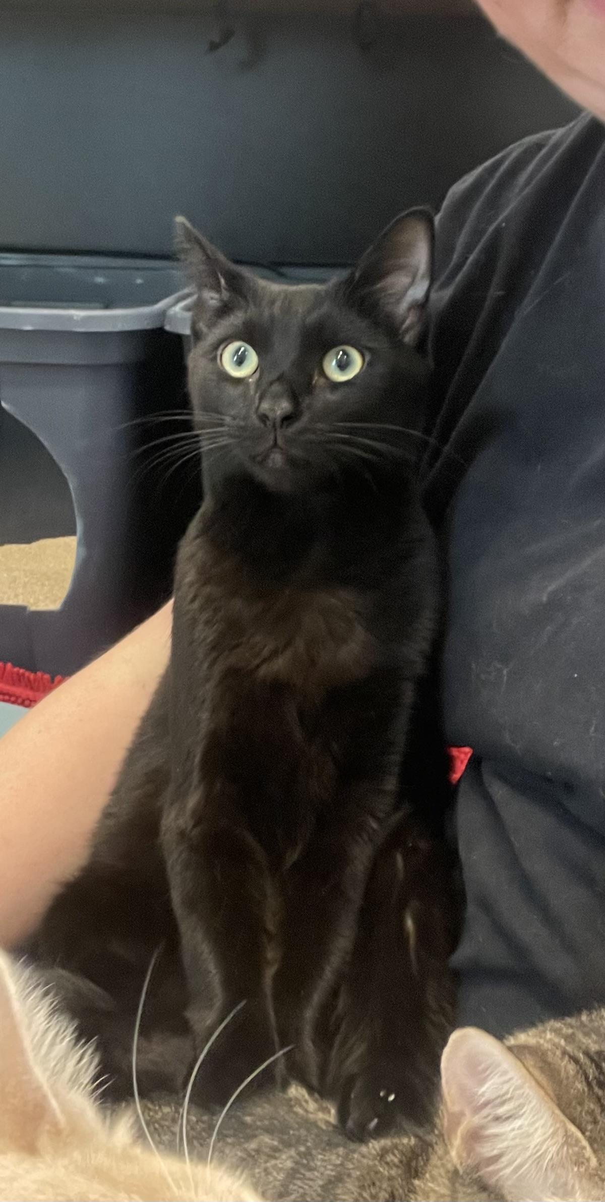 Enlarge Sparky, a Adopted mixed breed in St Petersburg, FL image 6/6