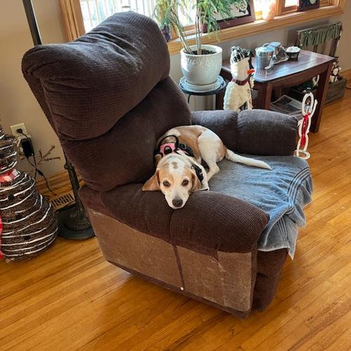 Cookie, a ADOPTABLE Beagle in Toledo, OH image 2/3