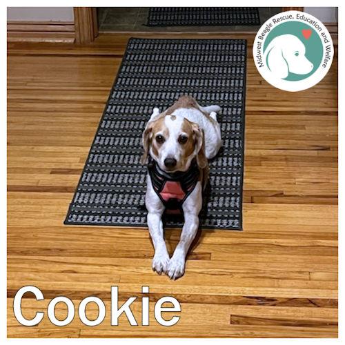 Cookie, a ADOPTABLE Beagle in Toledo, OH image 1/3