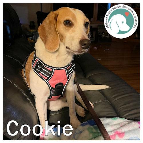 Cookie, ADOPTABLE, Adult Female Beagle.