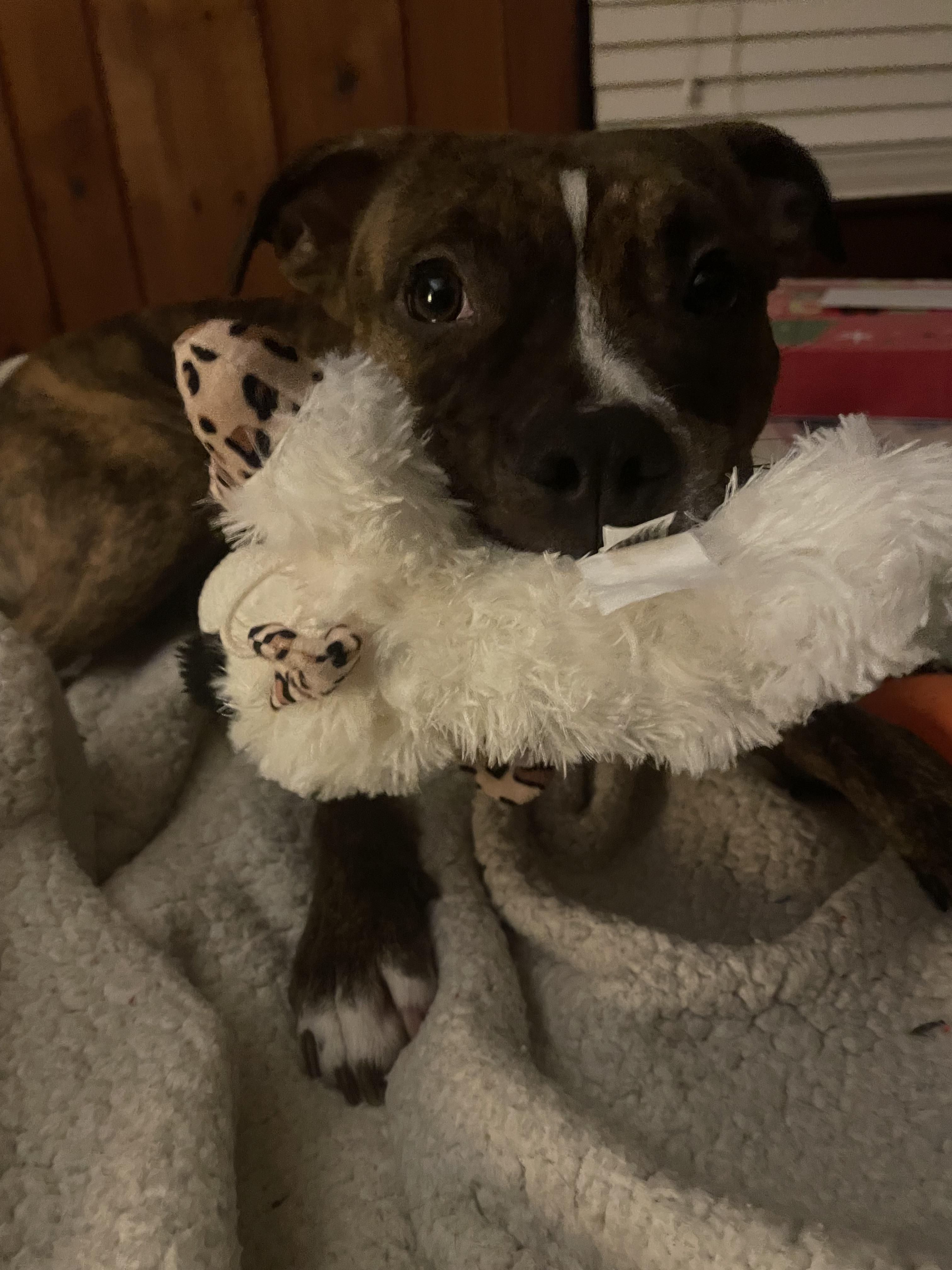 Enlarge Luna, a Adoptable mixed breed in Penn Yan , NY image 4/5