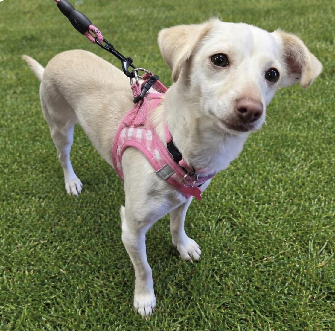 Enlarge SANDY, a ADOPTABLE mixed breed in Grand Prairie, TX image 3/4