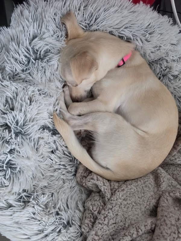 Enlarge SANDY, a ADOPTABLE mixed breed in Grand Prairie, TX image 4/4