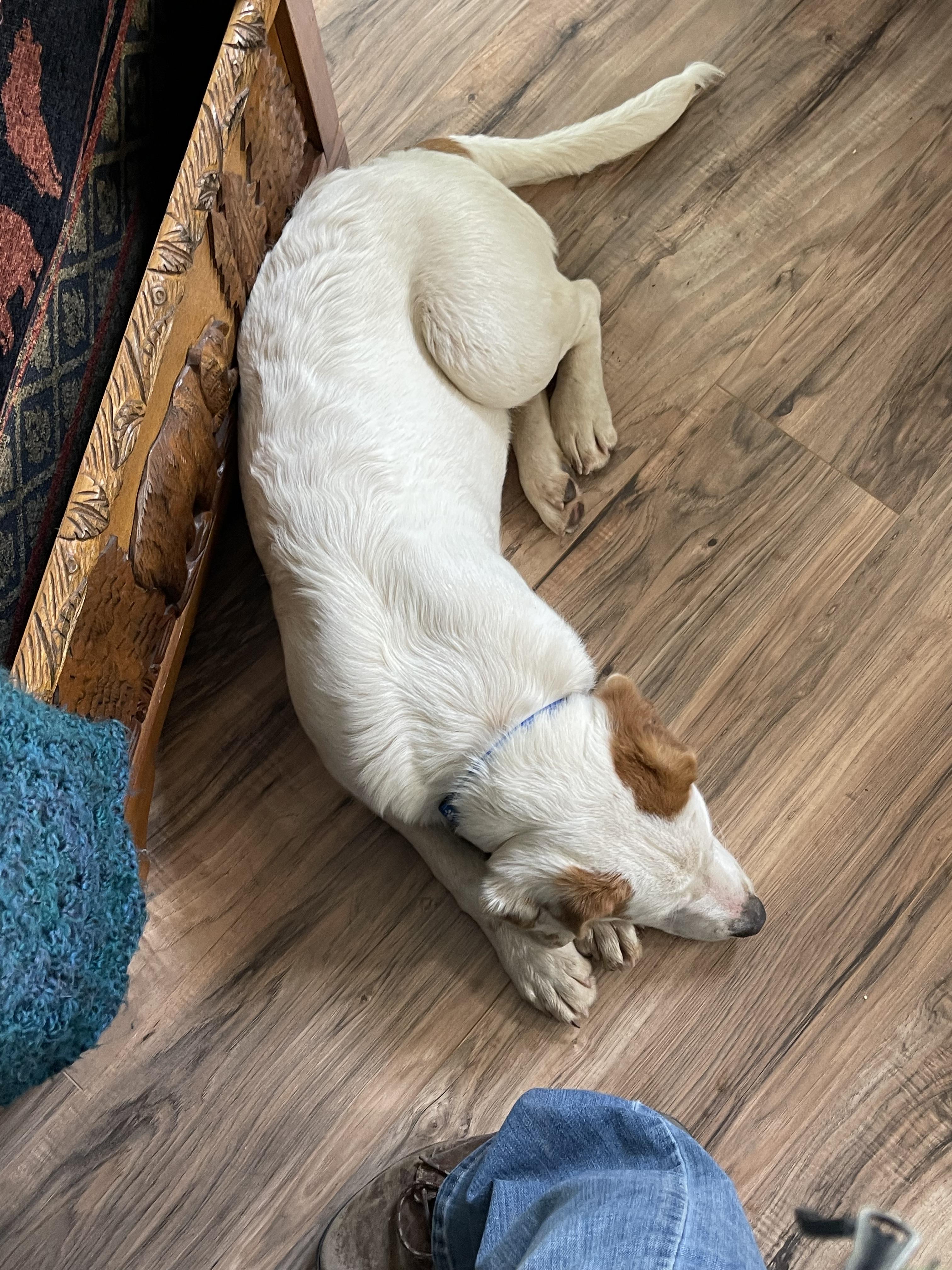 Claude, Adopted, Young Male Cattle Dog & Labrador Retriever.