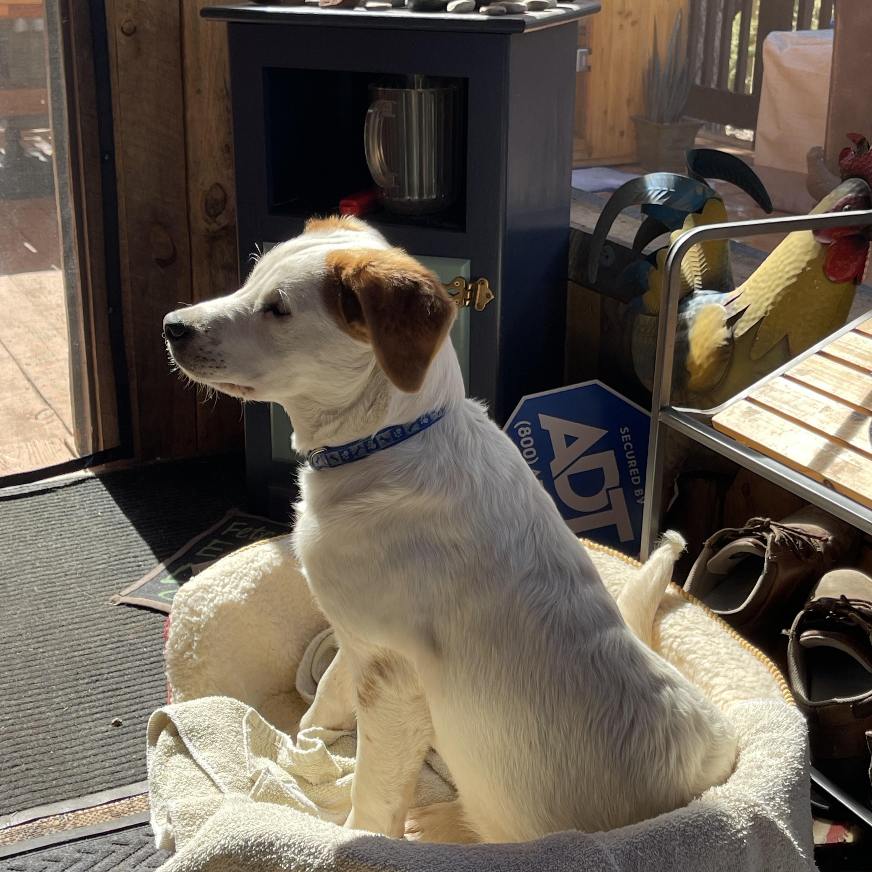 Enlarge Claude, a Adopted mixed breed in Jemez Springs, NM image 2/6
