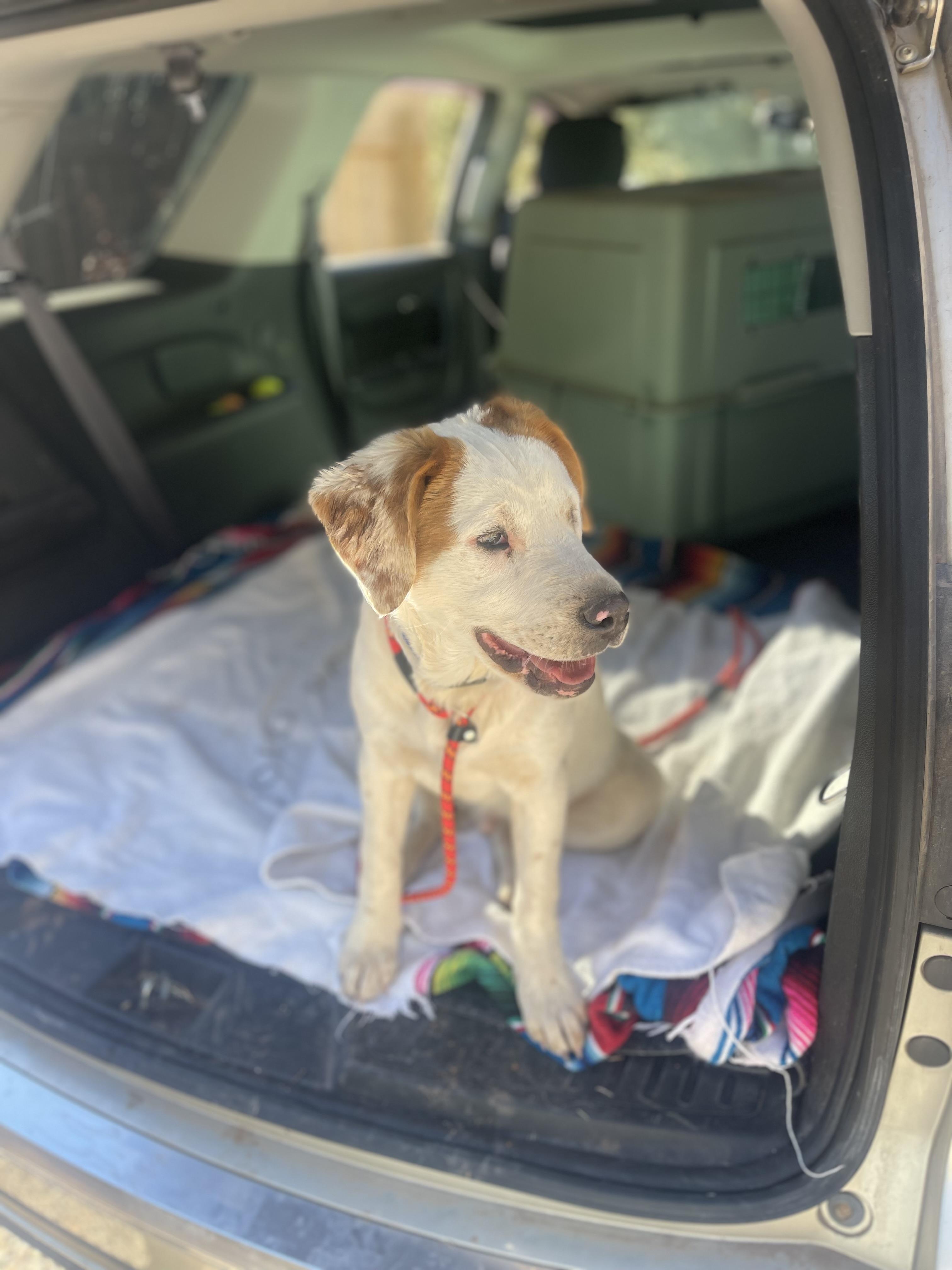 Enlarge Claude, a Adopted mixed breed in Jemez Springs, NM image 3/6