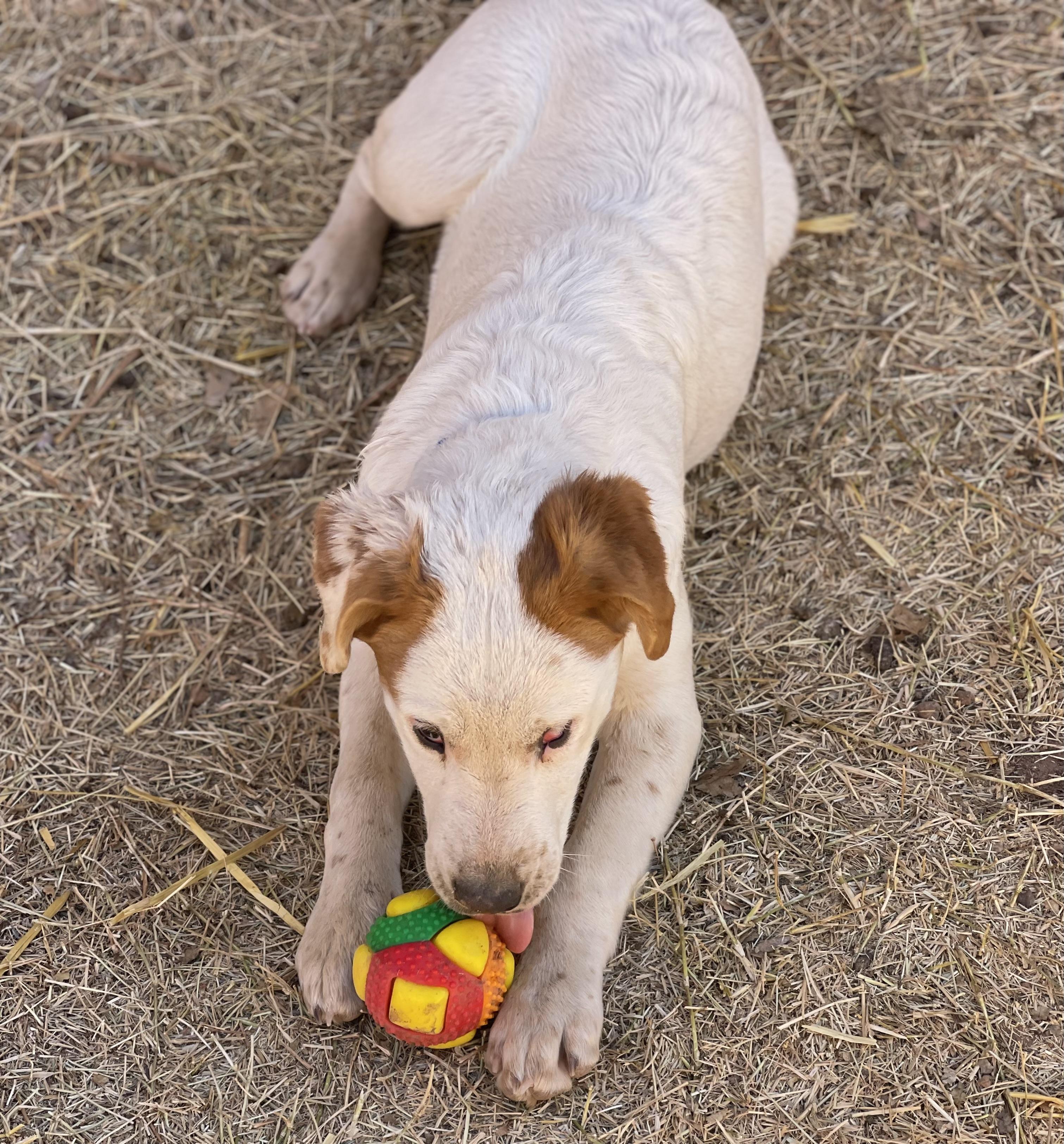 Enlarge Claude, a Adopted mixed breed in Jemez Springs, NM image 4/6