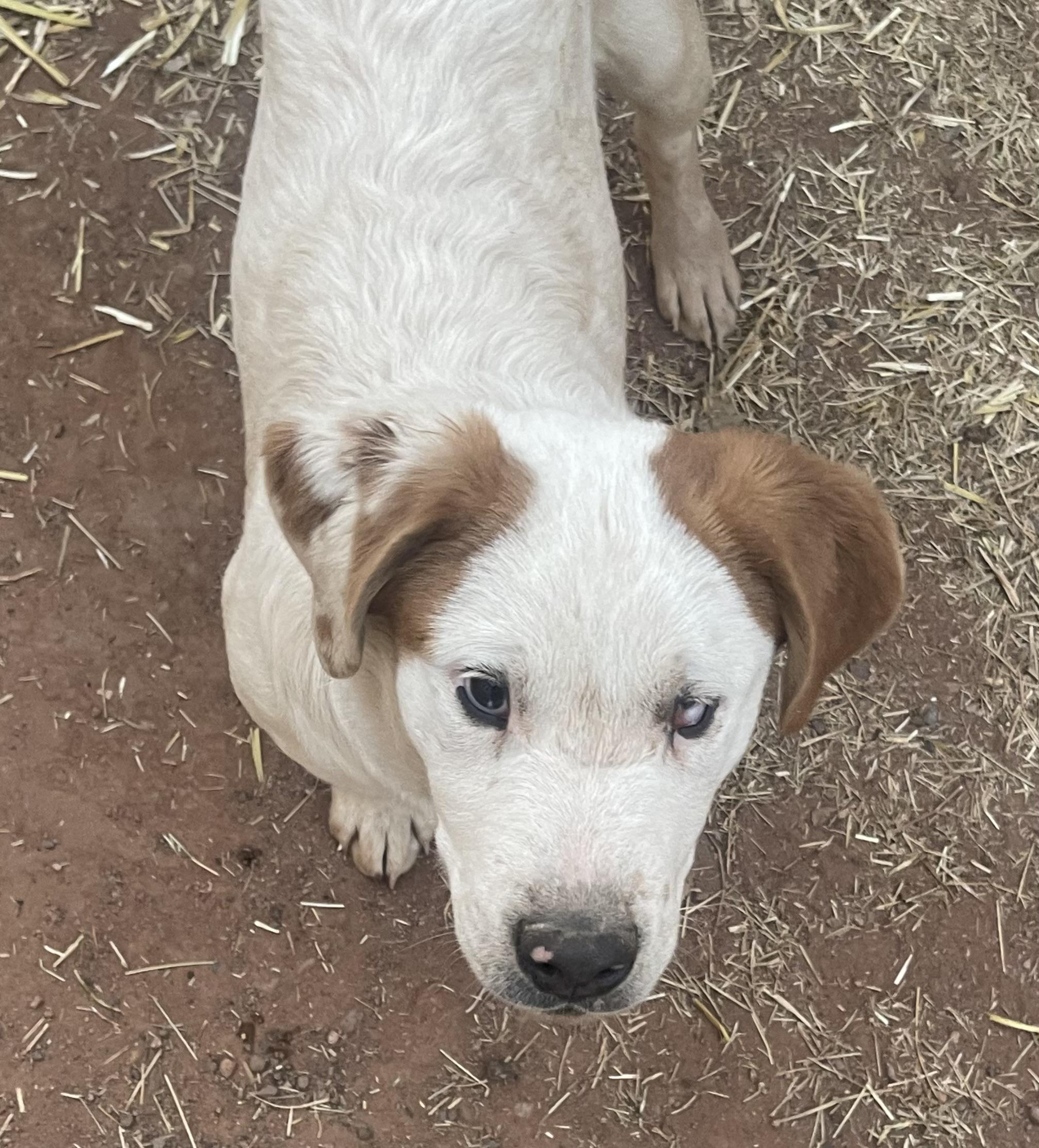 Enlarge Claude, a Adopted mixed breed in Jemez Springs, NM image 5/6