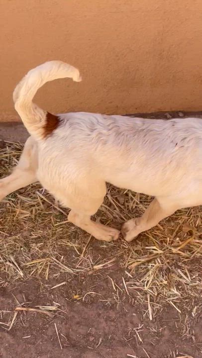 Enlarge Claude, a Adopted mixed breed in Jemez Springs, NM video 6/6