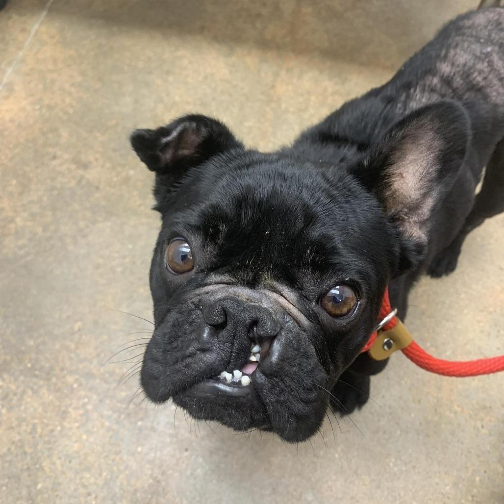 Enlarge Hugo, a Adoptable French Bulldog in Houston, TX image 1/5
