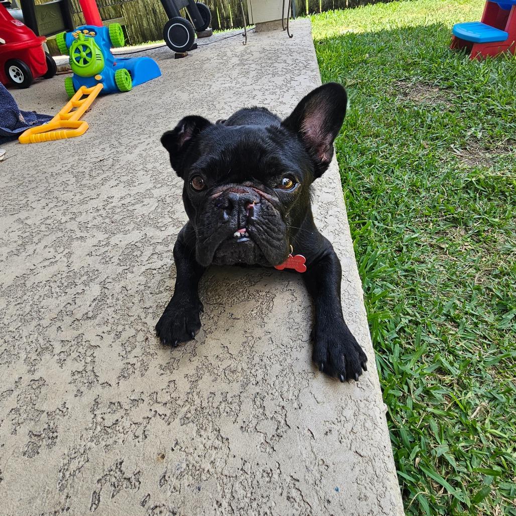 Hugo, Adoptable, Adult Male French Bulldog.