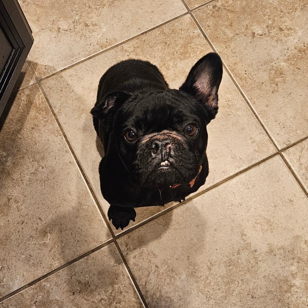 Enlarge Hugo, a Adoptable French Bulldog in Houston, TX image 2/6