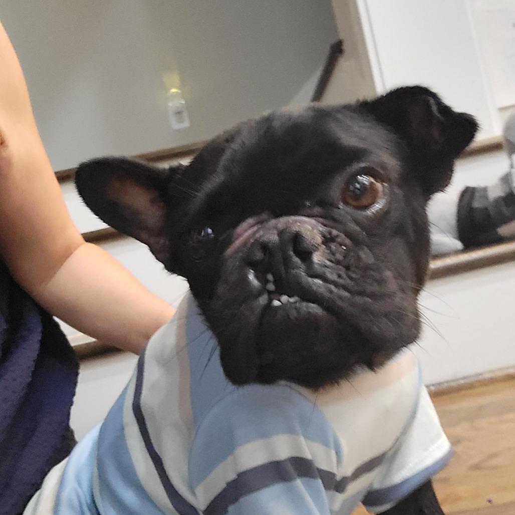 Enlarge Hugo, a Adoptable French Bulldog in Houston, TX image 2/5