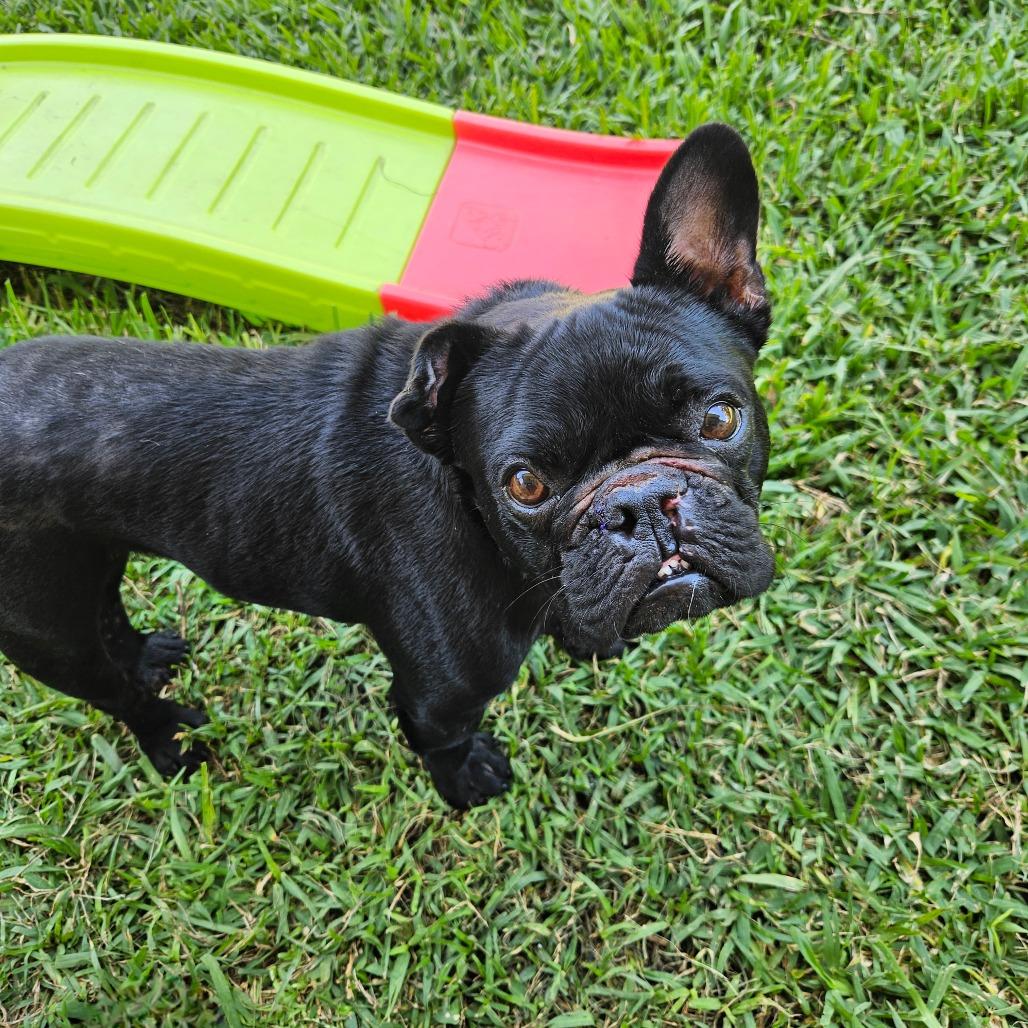 Enlarge Hugo, a Adoptable French Bulldog in Houston, TX image 1/3
