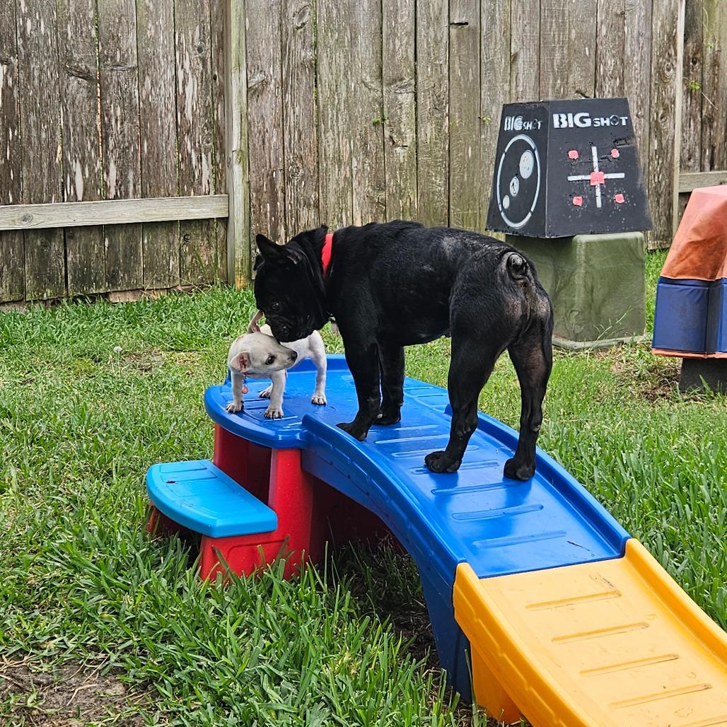 Enlarge Hugo, a Adoptable French Bulldog in Houston, TX image 4/6