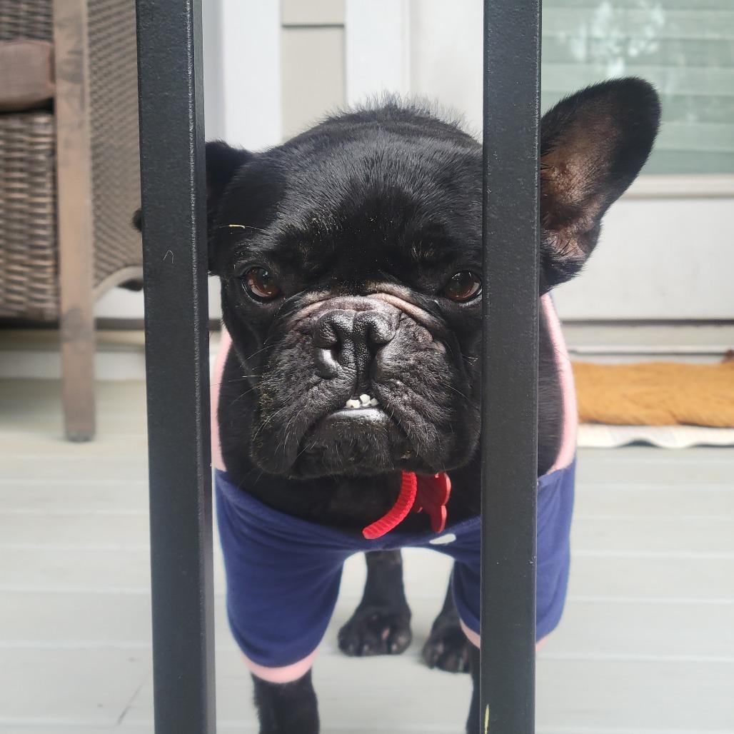 Enlarge Hugo, a Adoptable French Bulldog in Houston, TX image 3/5