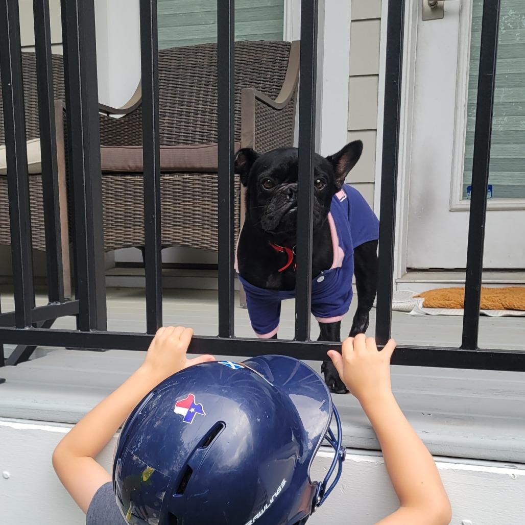 Enlarge Hugo, a Adoptable French Bulldog in Houston, TX image 4/5