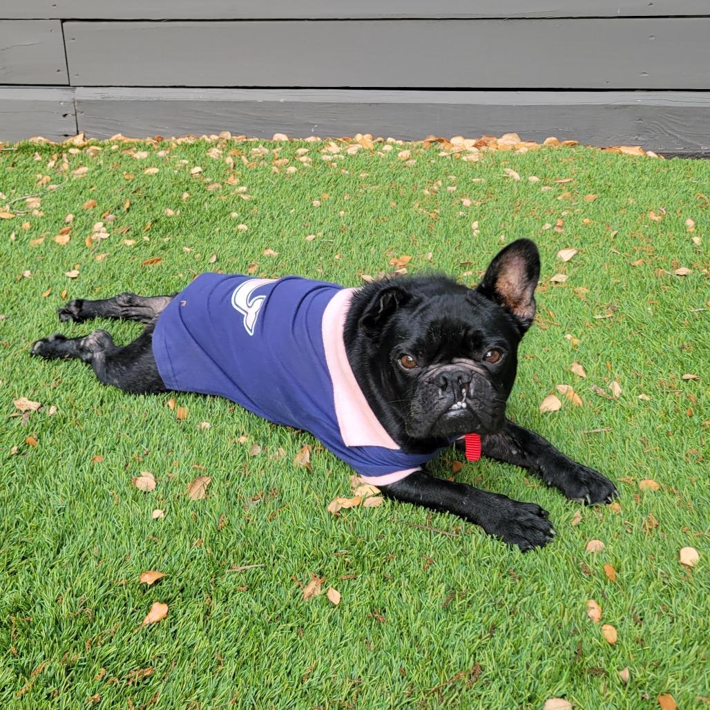 Enlarge Hugo, a Adoptable French Bulldog in Houston, TX image 5/5