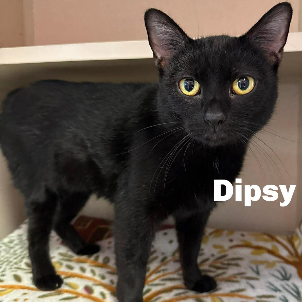 Enlarge Dipsy 251091, a Adoptable Domestic Short Hair in Escanaba, MI image 1/1