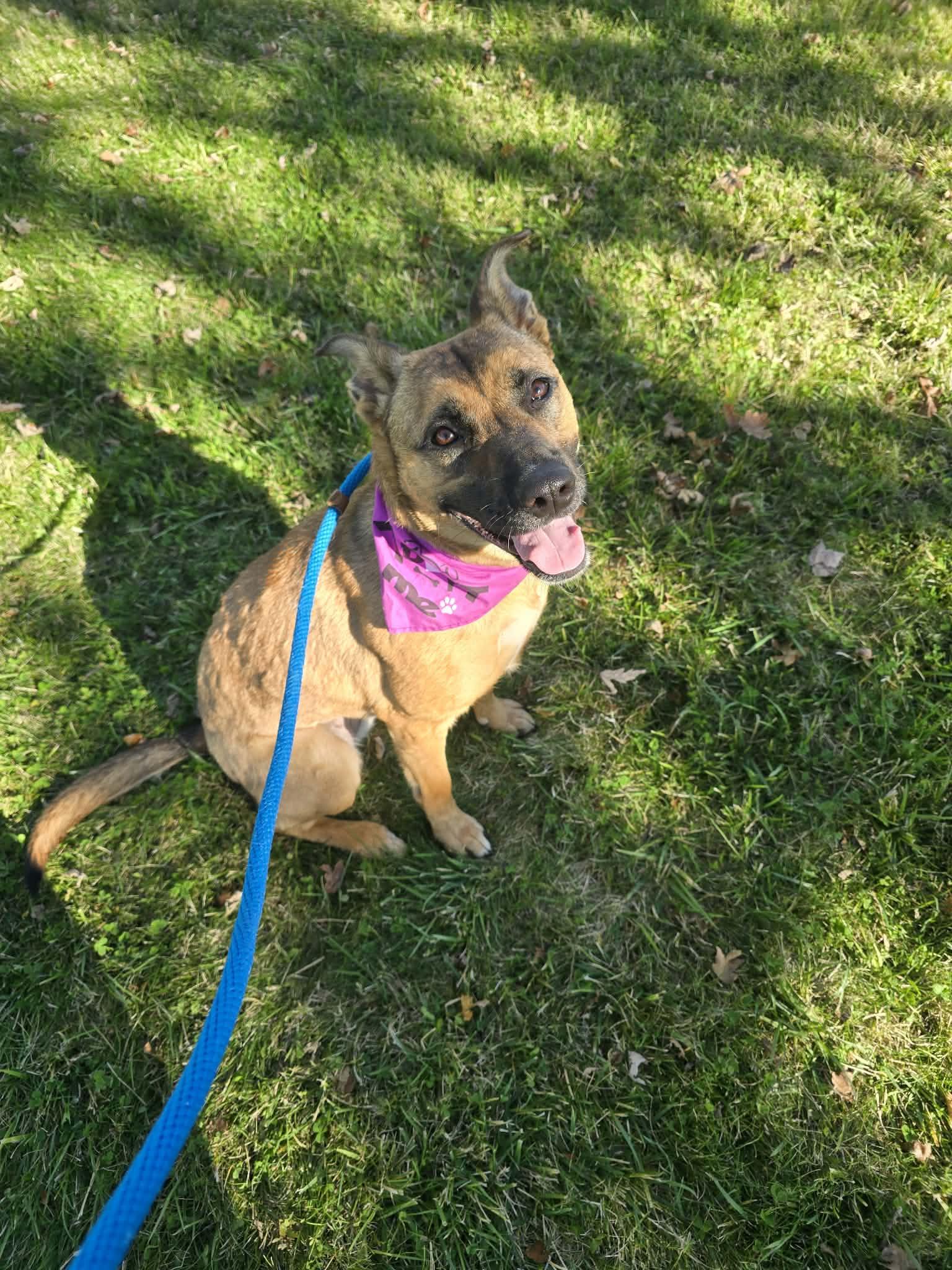 Kitty, Adopted, Adult Female German Shepherd Dog & Mixed Breed.