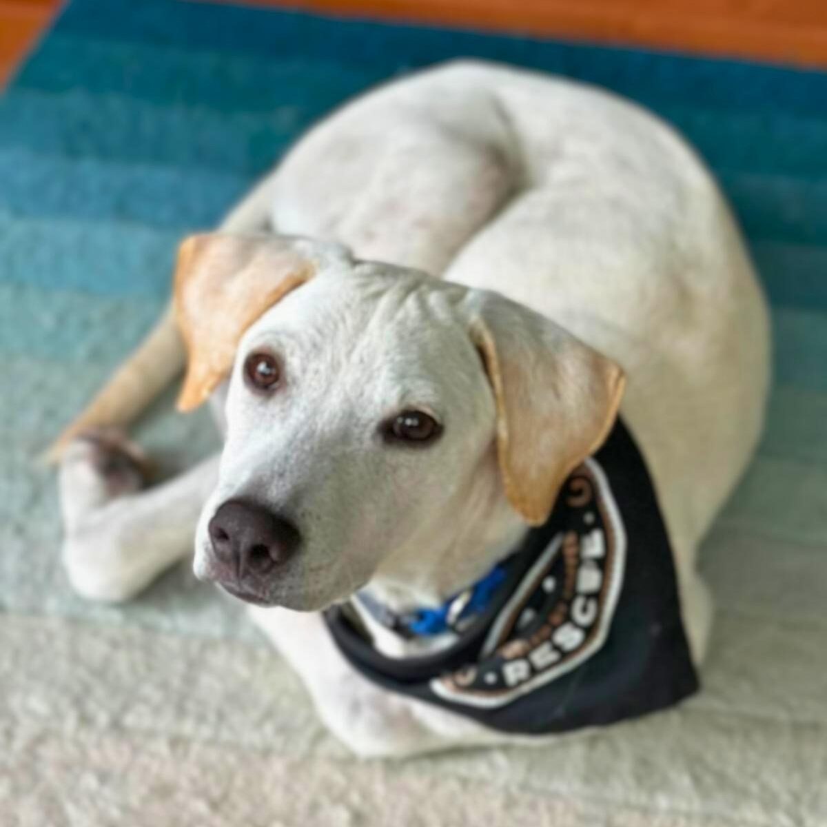 Omega, Young Male Labrador Retriever