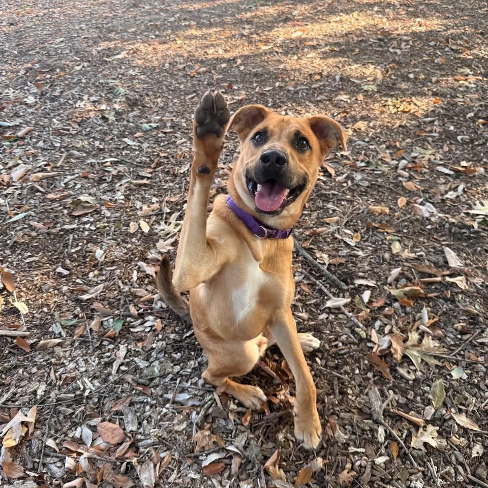 Rafael, Adoptable, Young Male Shepherd & Mixed Breed.