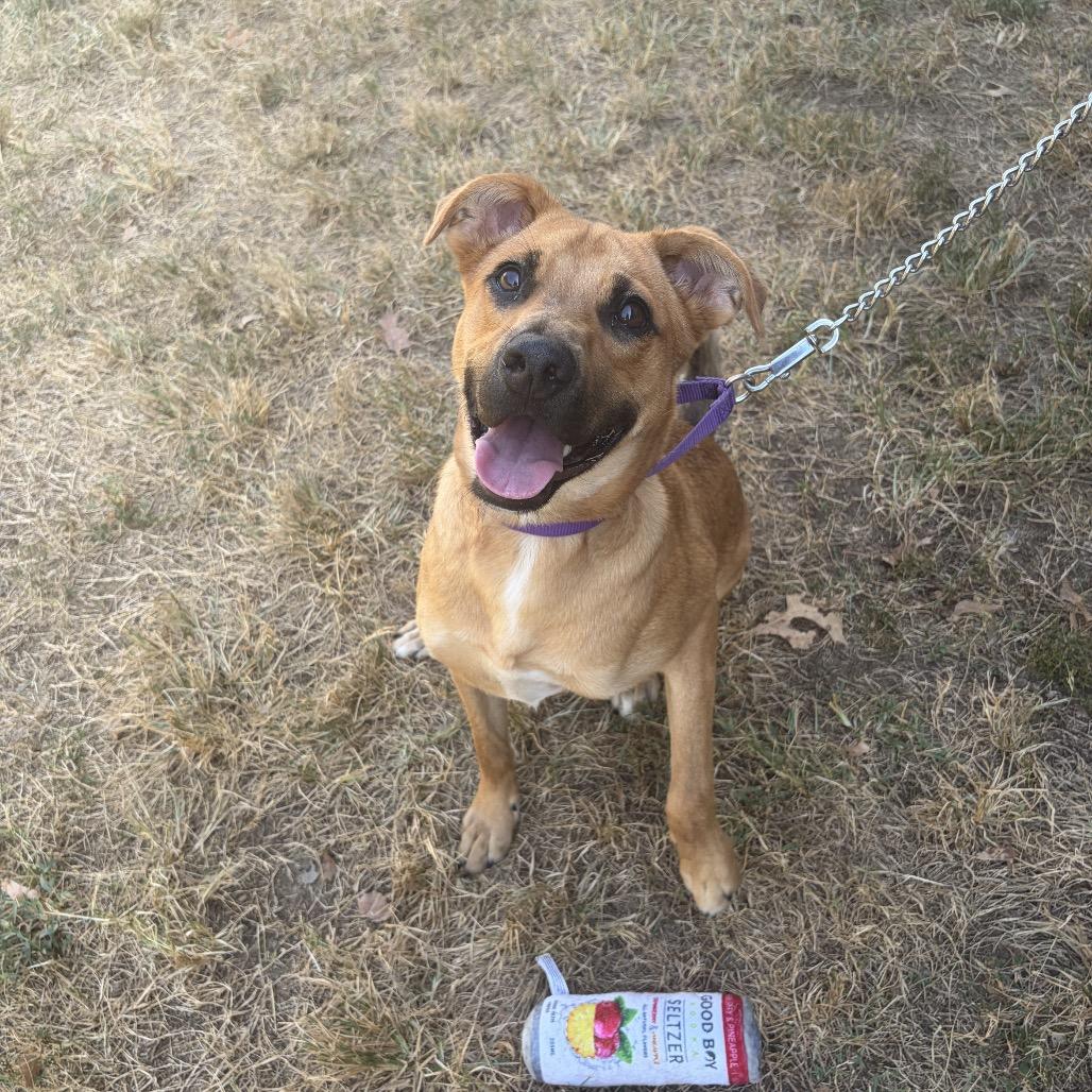 Rafael, Adoptable, Young Male Shepherd & Mixed Breed.