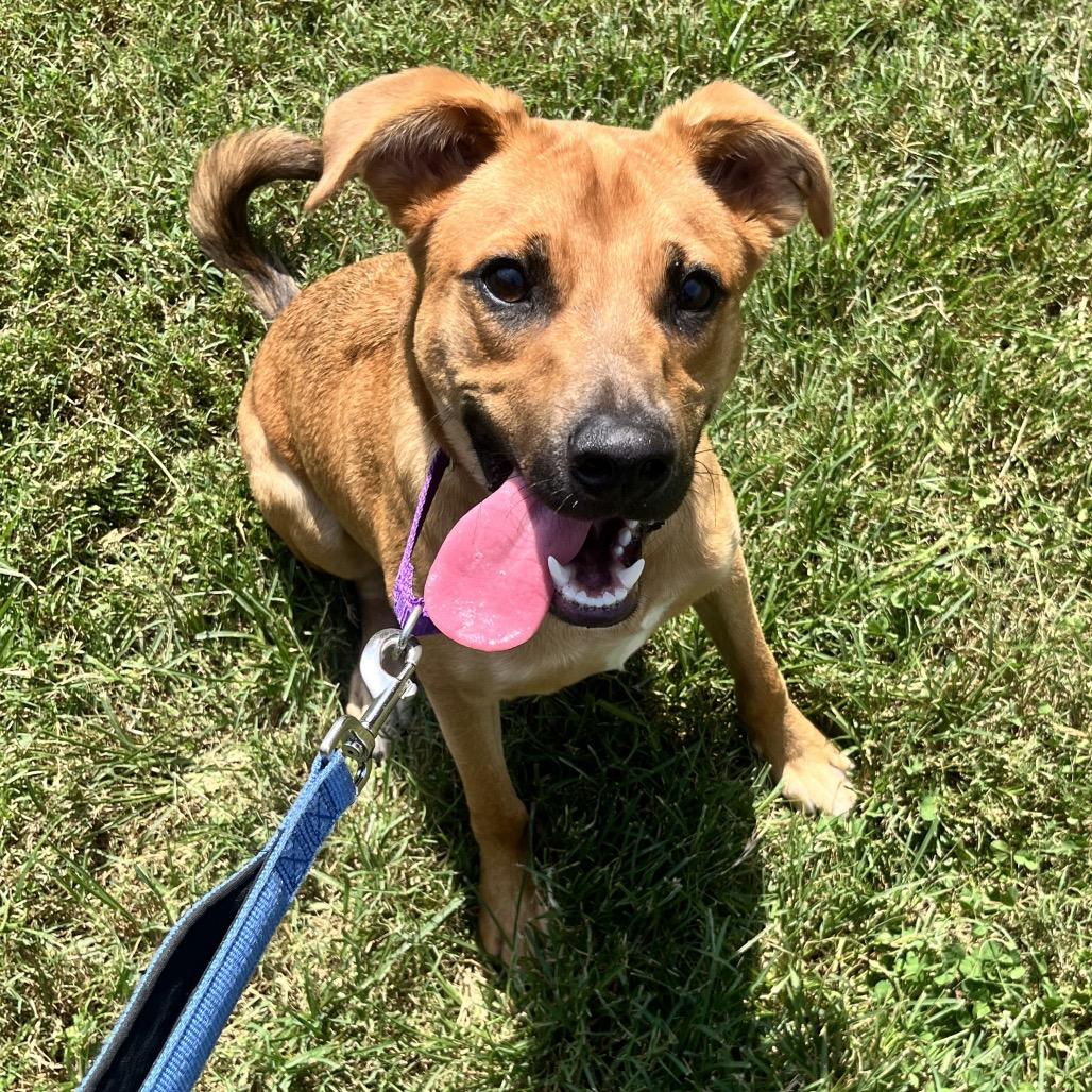 Enlarge Rafael, a Adoptable mixed breed in Nashville, TN image 2/6