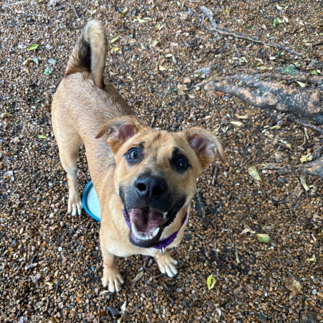Enlarge Rafael, a Adoptable mixed breed in Nashville, TN image 3/6