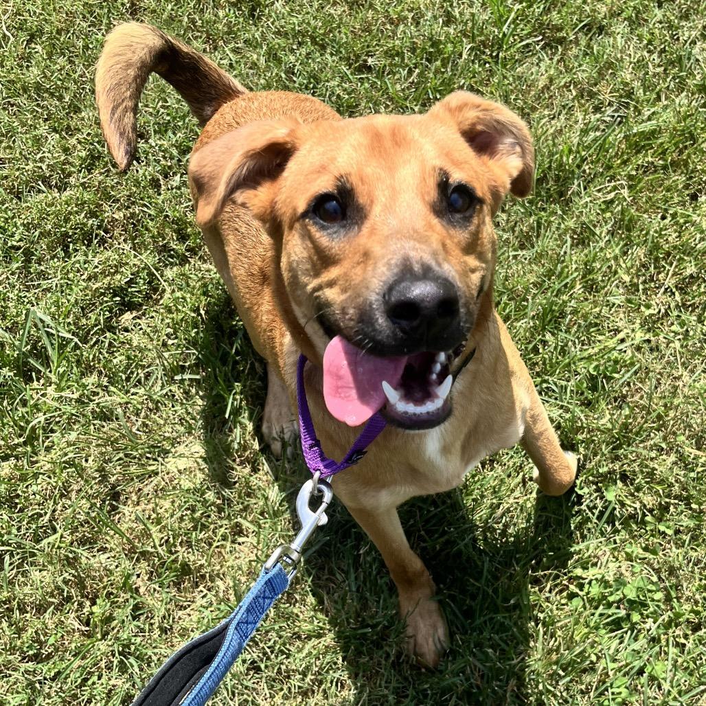 Enlarge Rafael, a Adoptable mixed breed in Nashville, TN image 4/6