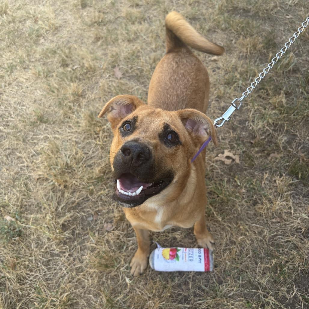Enlarge Rafael, a Adoptable mixed breed in Nashville, TN image 5/6
