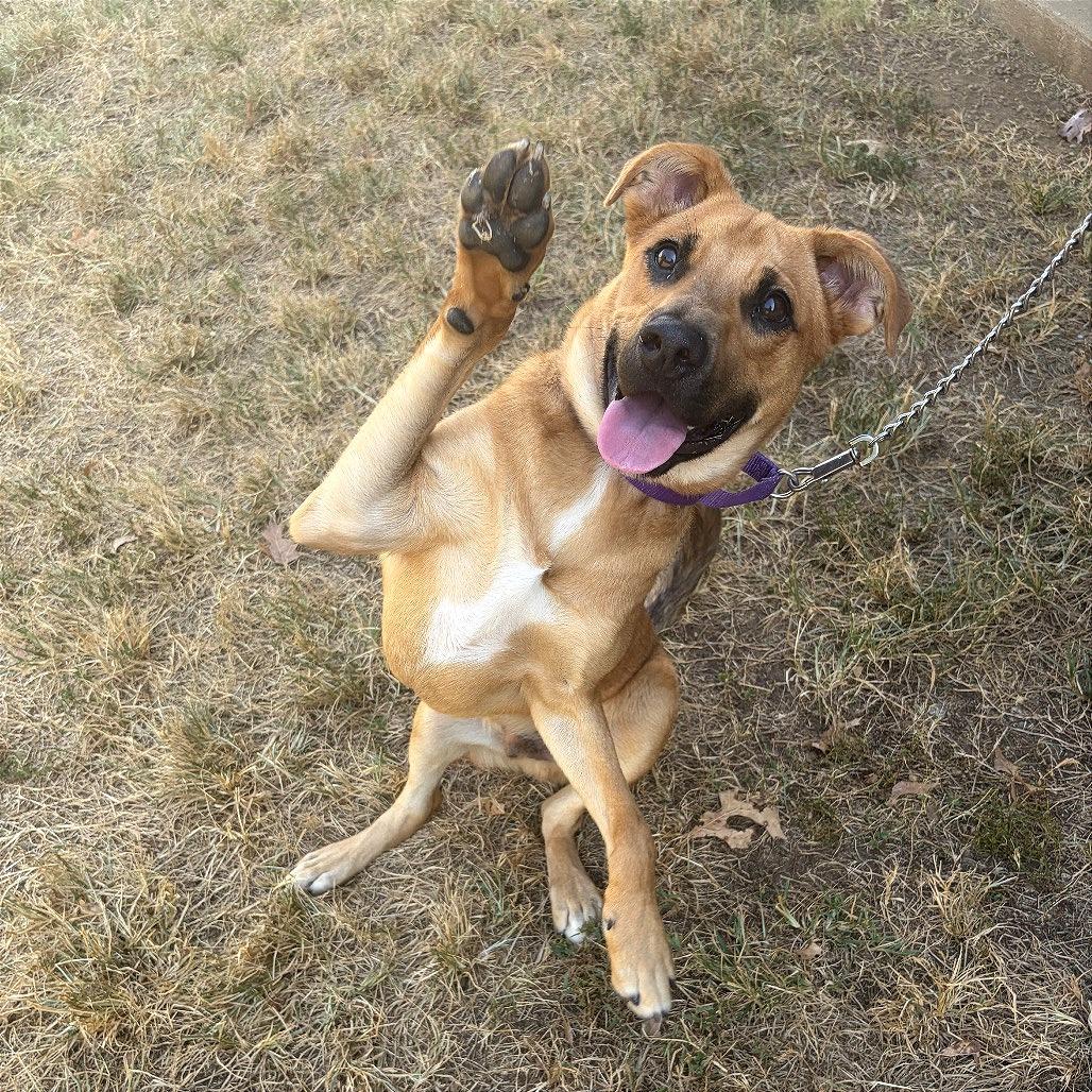 Enlarge Rafael, a Adoptable mixed breed in Nashville, TN image 6/6
