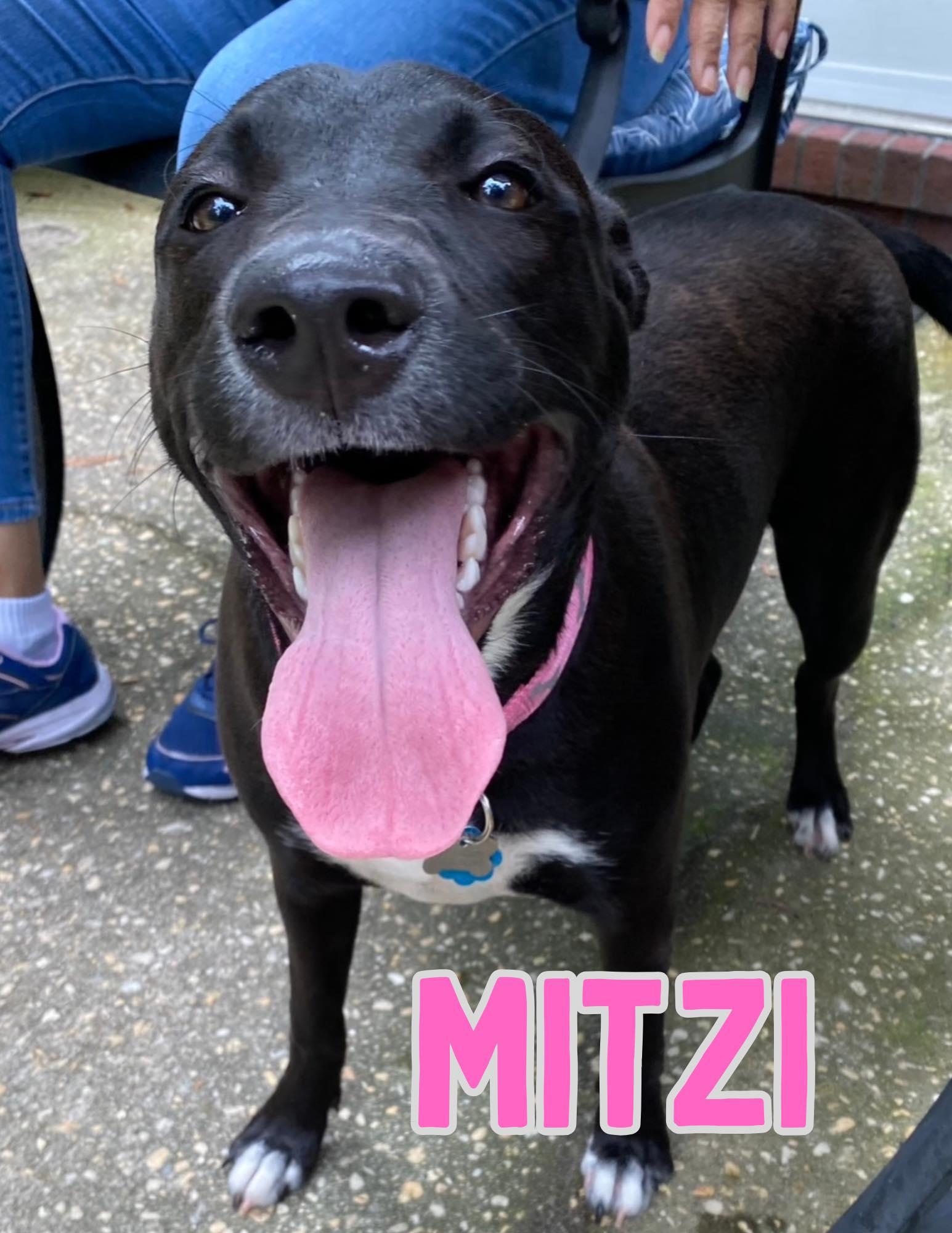 Mitzi, ADOPTABLE, Young Female Black Labrador Retriever & Pit Bull Terrier.