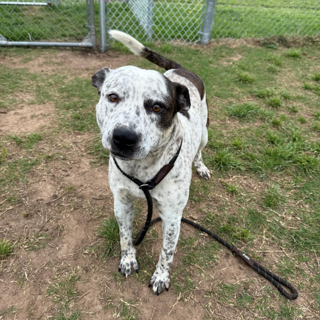 Clyde, Adoptable, Adult Male Pit Bull Terrier.