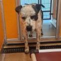 Clyde, a Adoptable Pit Bull Terrier in Norman, OK image 2/6