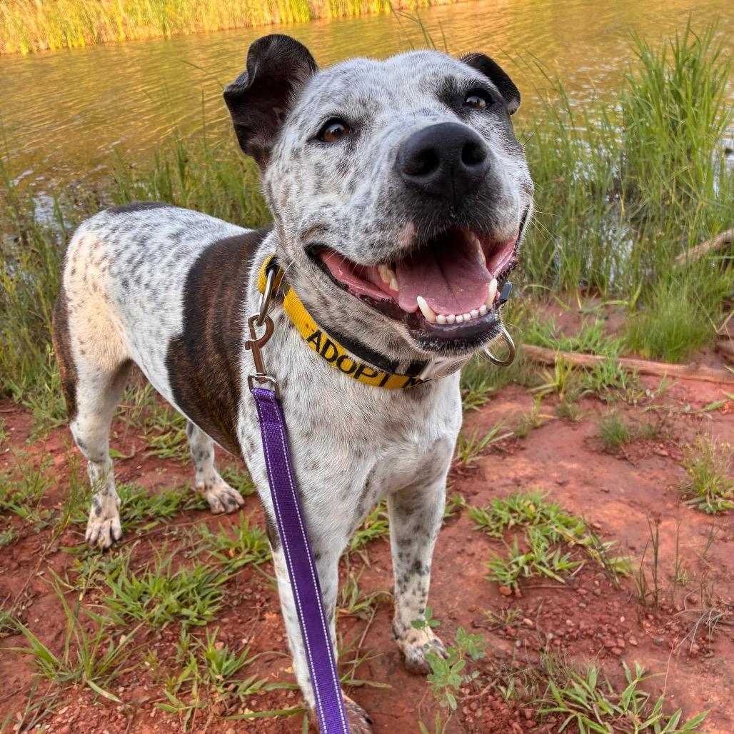 Clyde, a Adoptable Pit Bull Terrier in Norman, OK image 3/6